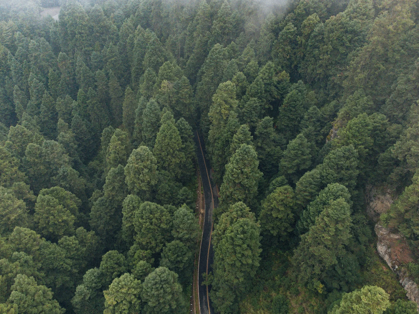 Bosque visto desde arriba